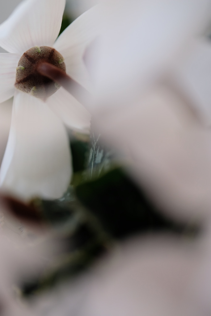 DSCF2549