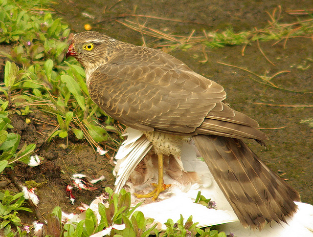 Sparrowhawk with lunch