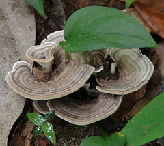 Curly fungi