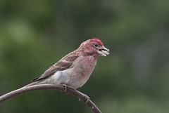 Cassin's Finch