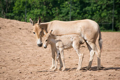 Onager and foal