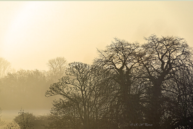 Misty Sunrise