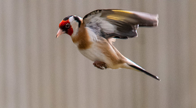 Goldfinch