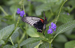 Exotischer Schmetterling