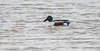 Shoveler duck