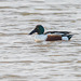 Shoveler duck