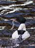 Goosander