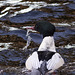 Goosander