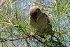20150518 7913VRTw [R~F] Feldsperling (Passer montanus), Parc Ornithologique, Camargue