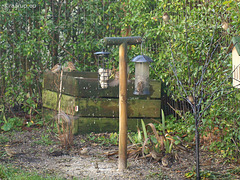 House Sparrows eating