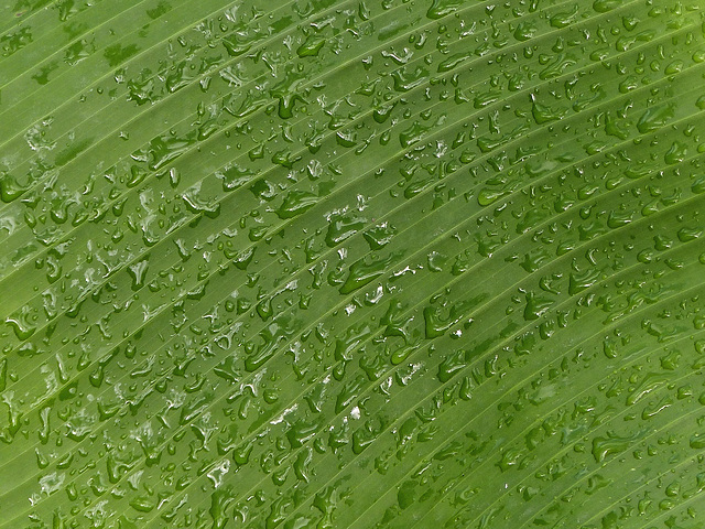 Raindrops, on way to Manzanilla Beach, Day 6