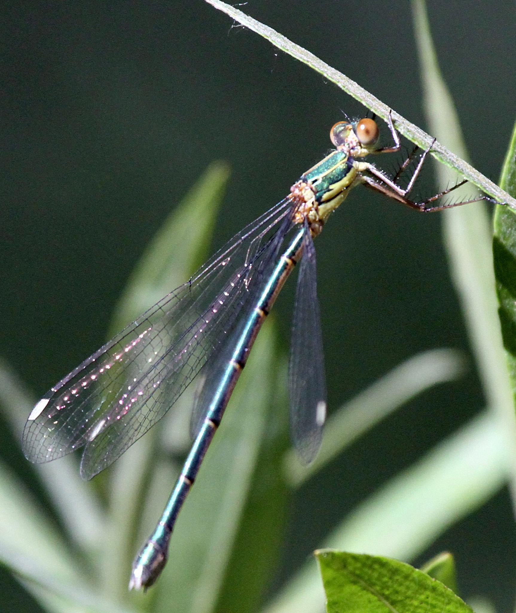 Libelle