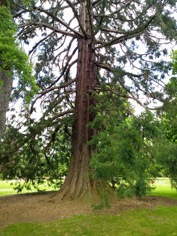 Neuseeland - Christchurch - Botanischer Garten
