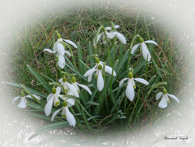 Schneeglöckchen