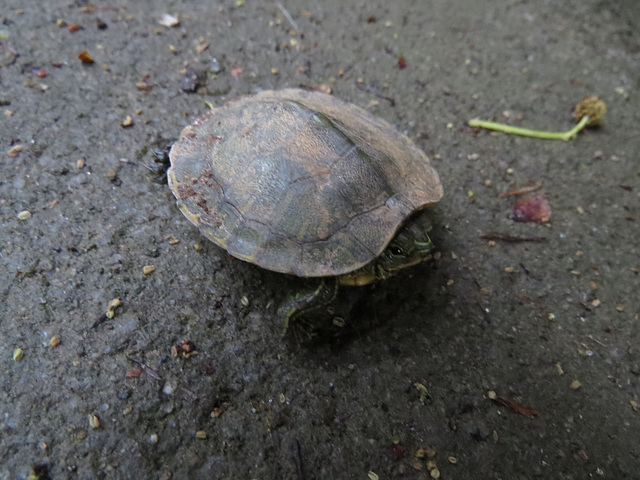 Baby painted turtle