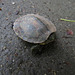 Baby painted turtle