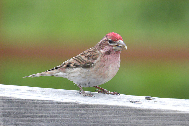 Cassin's Finch