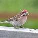 Cassin's Finch