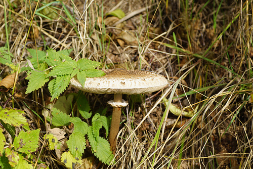 Parasol (Macrolepiota procera)