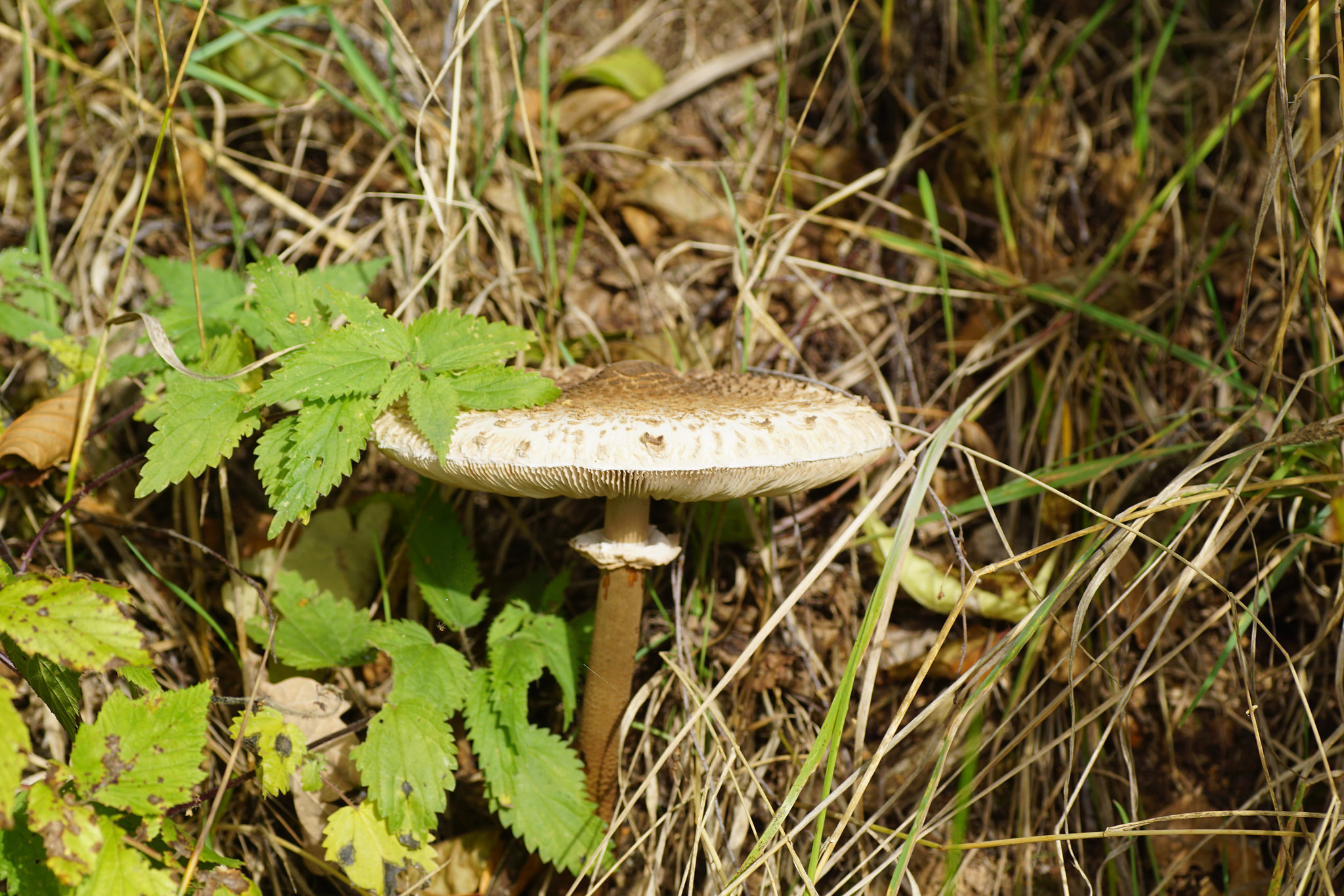 Parasol (Macrolepiota procera)