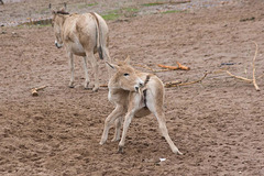 Onager and young,.chasing its tail.