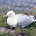 Herring Gull