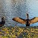 Cormorans - Une lumière de fin d'automne