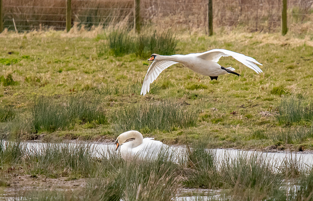 Mute swans