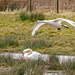 Mute swans