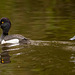 Tufted ducks