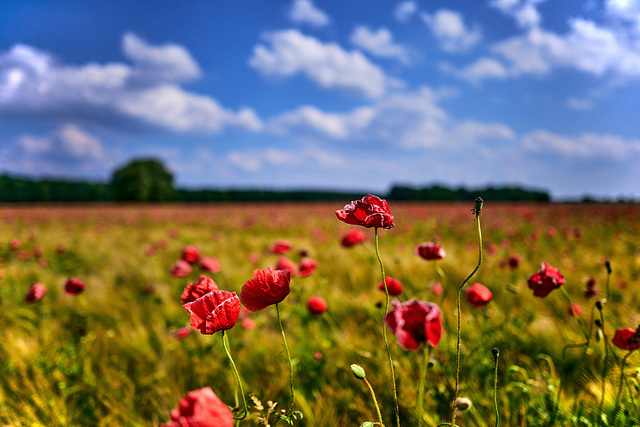 Mohn- und Gerstenfeld bei Göhren-Lebbin