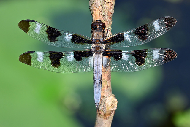 twelve spotted skimmer-IMG 20240728 200740