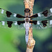 twelve spotted skimmer-IMG 20240728 200740