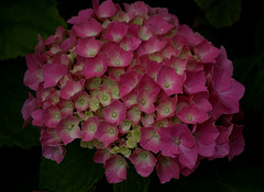 hortensia ...