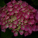 hortensia ...