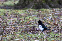 Magpie