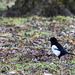 Magpie