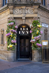 'The Ivy'