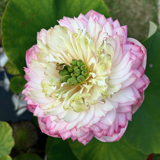 Sunday Flower.