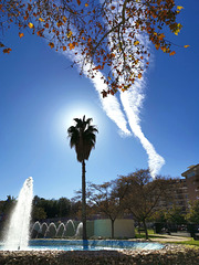 Sol detrás de la palmera. Bulevar de Jaén.