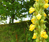 great mullein