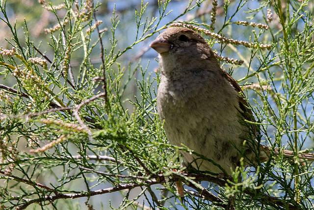 20150518 7914VRTw [R~F] Feldsperling (Passer montanus), Parc Ornithologique, Camargue