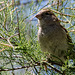 20150518 7914VRTw [R~F] Feldsperling (Passer montanus), Parc Ornithologique, Camargue