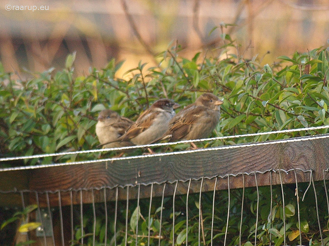 House Sparrows, male and youngsters