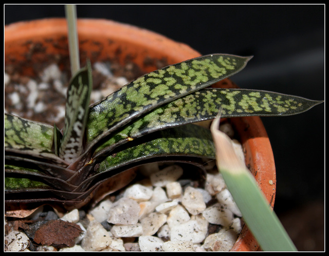 Gasteria bicolor liliputana (6)