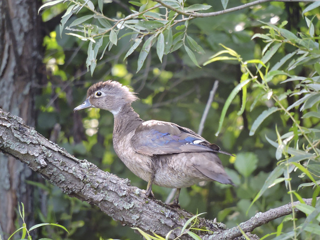 Wood Ducks