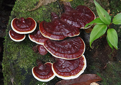 Meaty-looking fungi