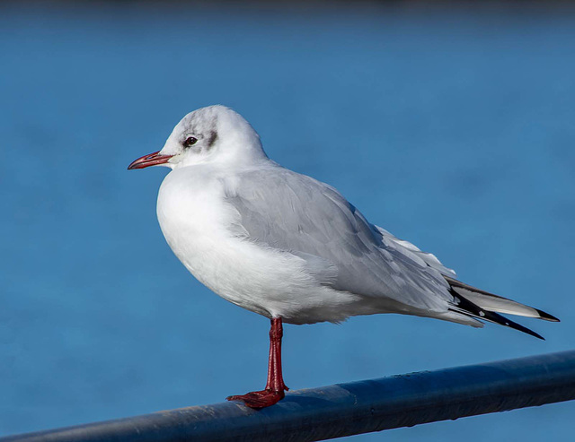 Gull at New Brighton