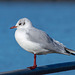 Gull at New Brighton