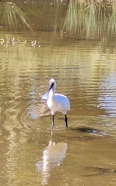 Royal Spoonbill